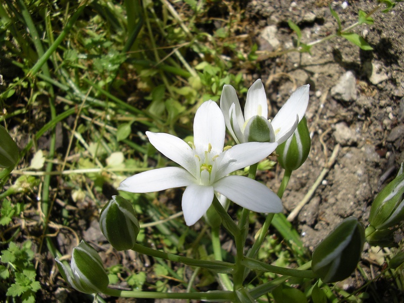 Ornithogalum umbellatum